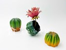 黃韻文 植質 5X5X5.5,7X7X8,12X7X3 樹漆 紅銅 色鉛筆